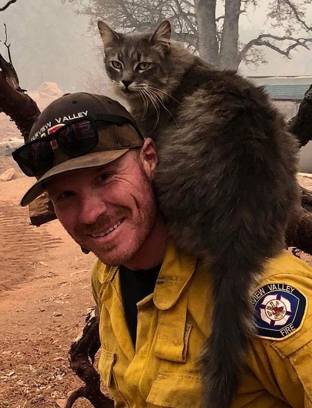 Tűzoltó megmenti a cicát