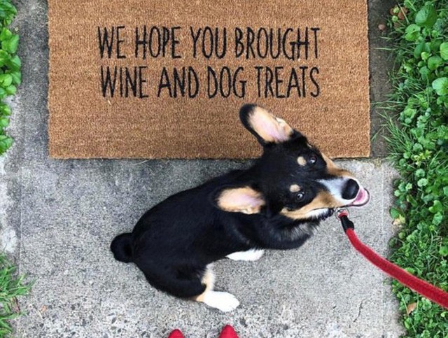 Wine And Dog Treats Doormat - Etsy.com - 10 879 Ft