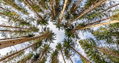 Eltűnhetnek az erdők, mire a gyerekeink felnőnek – és észre sem vesszük