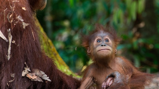 A Lush új termékeivel az orángutánokat mentheted meg a kihalástól