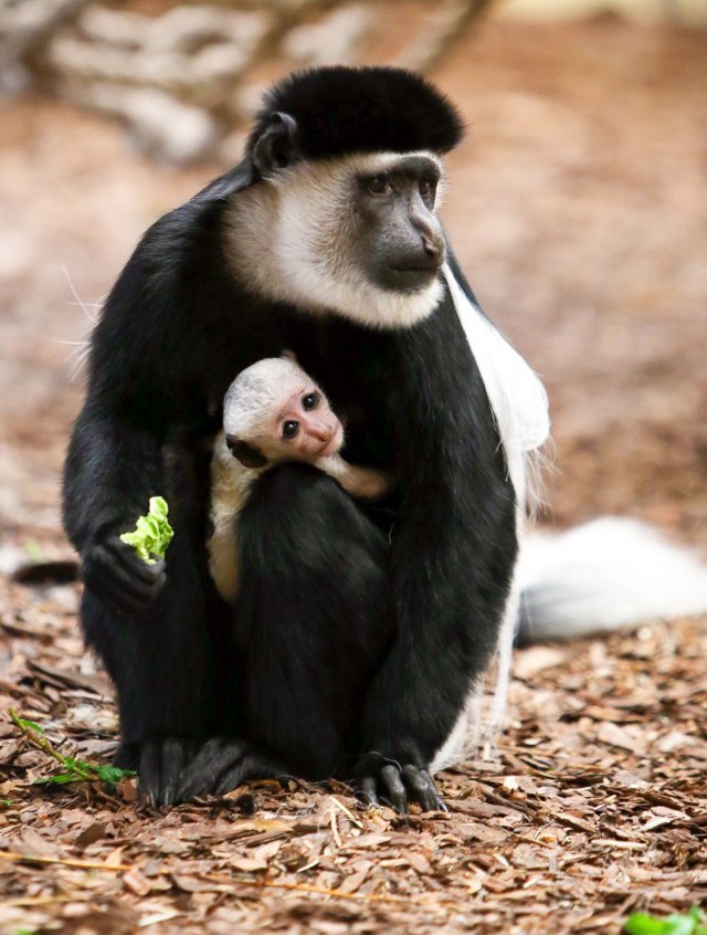 Bébikolobusz, bébikecske, és most bébiuhu! Íme a Veszprémi Állatkert legédesebb csöppségei