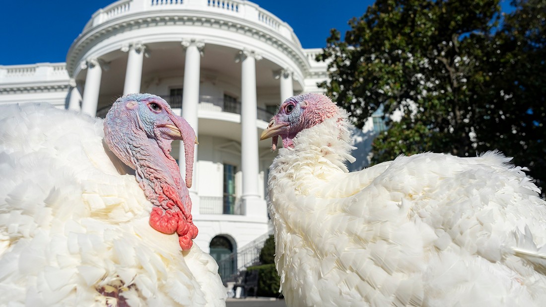 A 2024-es amerikai hálaadás két főszereplője Washingtonban, a Fehér-ház udvarán