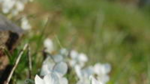 Gyógytúrák, receptek, Halimba