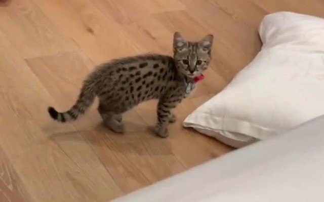 Összeszorul a szíved, ha meglátod Justin Bieber új kiscicáját