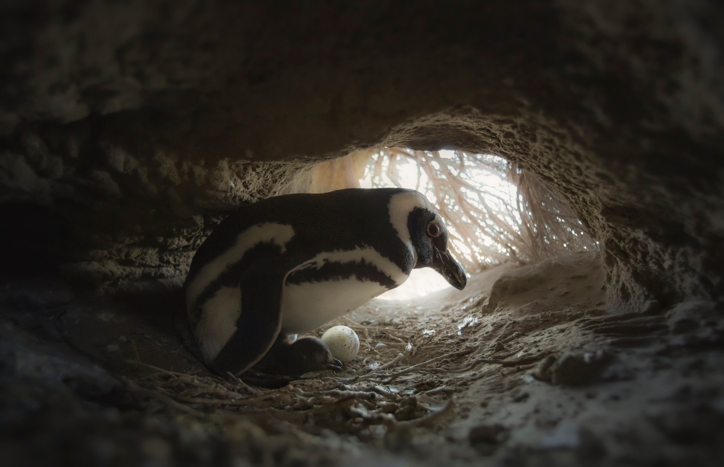 Egy felnőtt Magellán-pingvin őrzi tojását üregében El Pedra tengerpartján