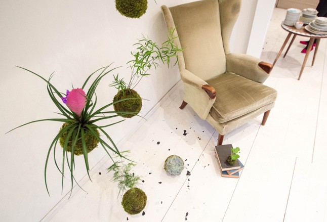 Kokedamával kerekebb a világ