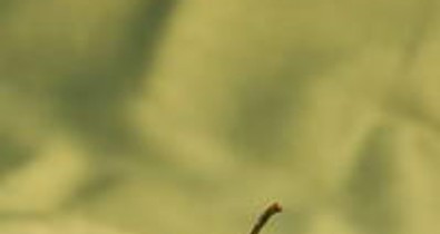 A csoda folytatódik