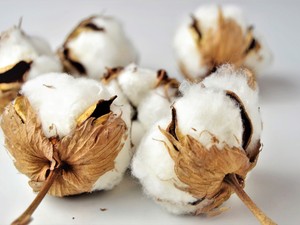 Viszlát olcsó pamutruhák? Ilyen hatással van a klímaváltozás a gyapottermesztésre