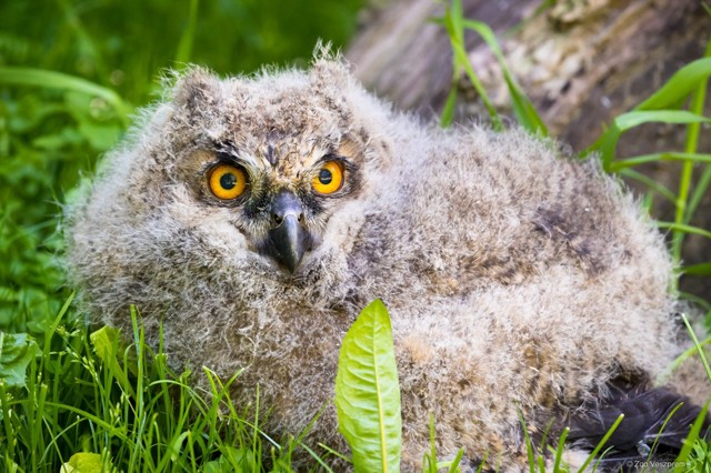 Bébikolobusz, bébikecske, és most bébiuhu! Íme a Veszprémi Állatkert legédesebb csöppségei