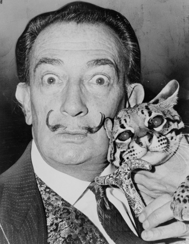 Kutatások kimutatták: a cicás gazdik intelligensebbek