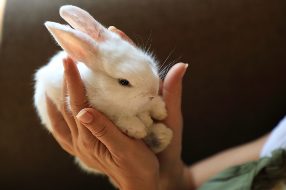 5 kisállat, amit nyugodtan tarthatsz lakásban