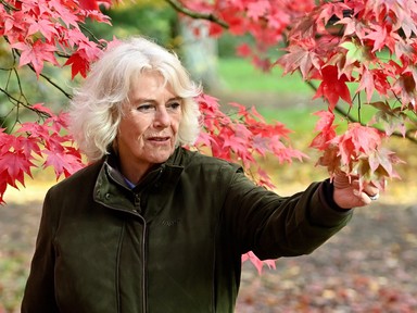 Szomorú hírek érkeztek a palotából Károly király feleségének állapotáról: le kellett mondani Kamilla királyné programjait