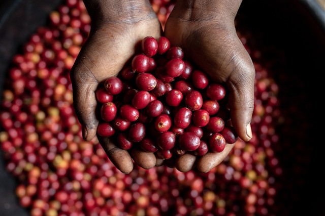 Luxuscikké válhat a kávé, mivel a klímaváltozás veszélyezteti a termesztést