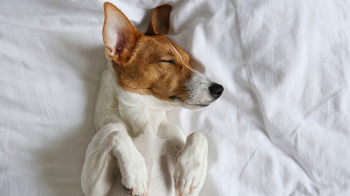 „Mind az egészség és a szépség megőrzése szempontjából a háton alvás a legideálisabb” - beszélgetés dr. Simon Márta neurológussal