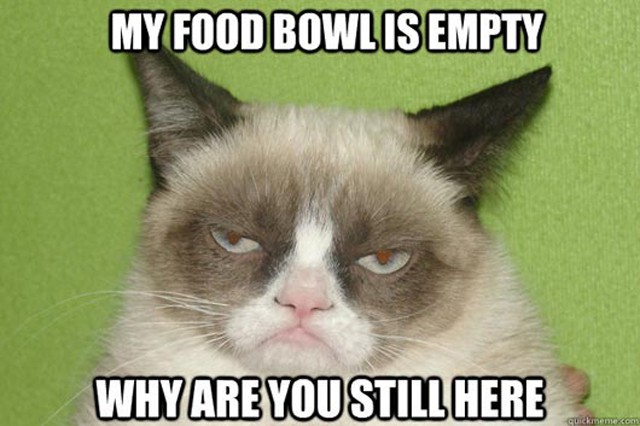 A GLAMOUR-napokat a cicád is imádja!