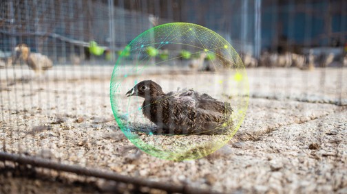 Az, hogy egy állat vagy növény nem mutatja valamely betegség tüneteit, még nem jelenti, hogy jól is érzi magát