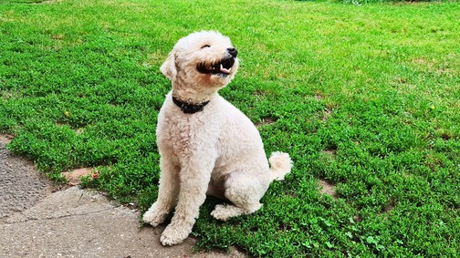 6 dolog, mitől sokkal tovább élhet a kutyád, és nagyban múlik rajtad 