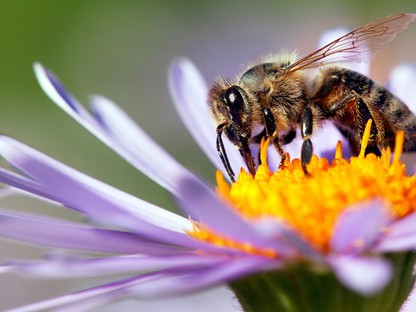 5 mód, amivel megmentheted a méheket, és ezzel az emberiséget is