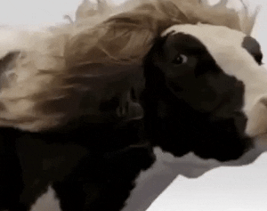 Undorító vagy menő? Boci manikűr a legújabb trend