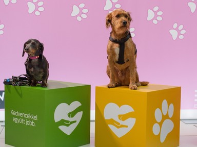 Állati jól sikerült az első GLAMOUR Mancsparty!