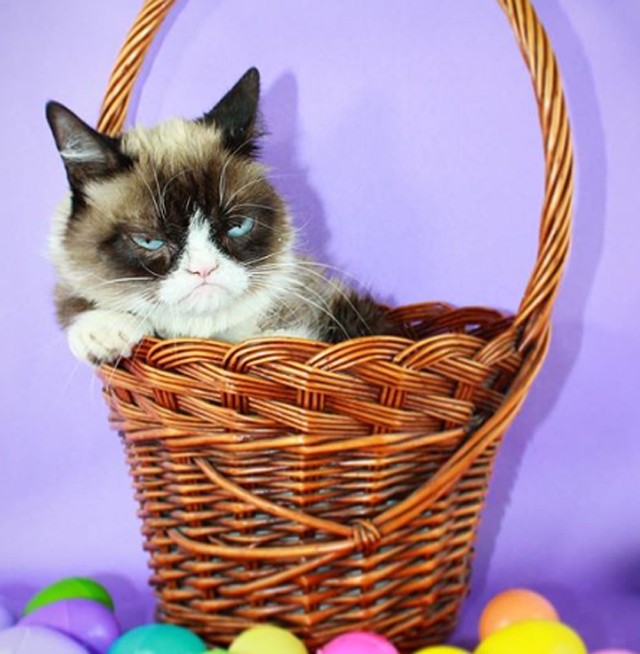 Ő Grumpy Cat utóda: a cuki, morcos kutyus most az internet kedvence