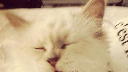 A sztármacska újabb kollekciója imdánivaló