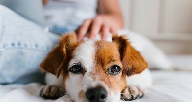 Ezek a kutyák élnek legtovább: a yorkshire terrier, a tacskó és a csivava is felkerült a listára