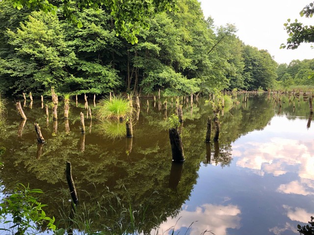 Így hat a klímaváltozás a magyar erdőkre: a fenntarthatóság fontosságára neveli a gyerekeket az Erdei Vándortábor