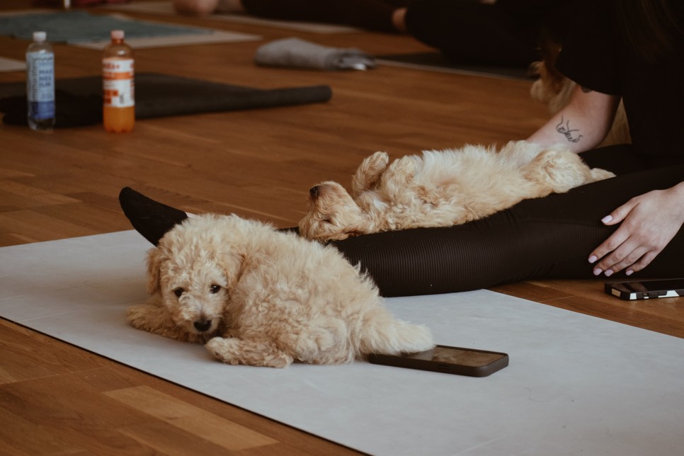 A kutyusok jelenléte kivétel nélkül mindenkire pozitív hatással van Vivi óráján