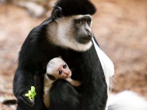 Bébikolobusz, bébikecske, és most bébiuhu! Íme a Veszprémi Állatkert legédesebb csöppségei