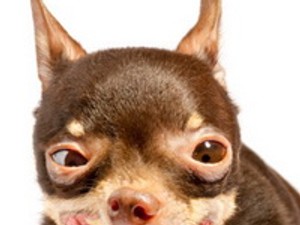 Nevezd a kutyusodat szépségversenyre, és nyerj!