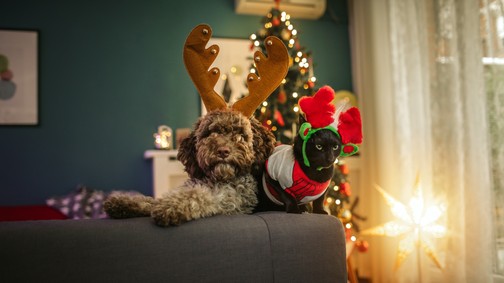 Így nyújtsunk biztonságot szilveszterkor is a házi kedvenceinknek