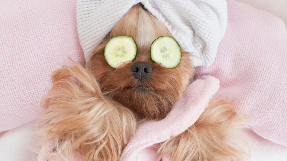 Yorkshire Terrier Relaxing at the Dog Grooming Spa
